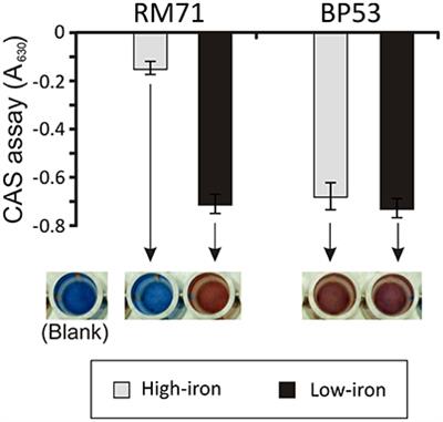 Secreted Citrate Serves as Iron Carrier for the Marine Pathogen Photobacterium damselae subsp damselae